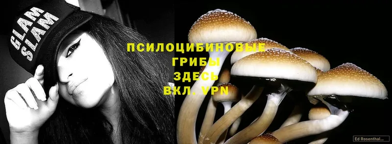 Галлюциногенные грибы Cubensis  площадка наркотические препараты  Вытегра 